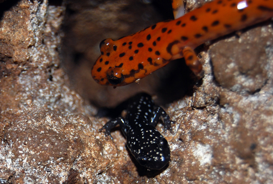 Salamander Cousins